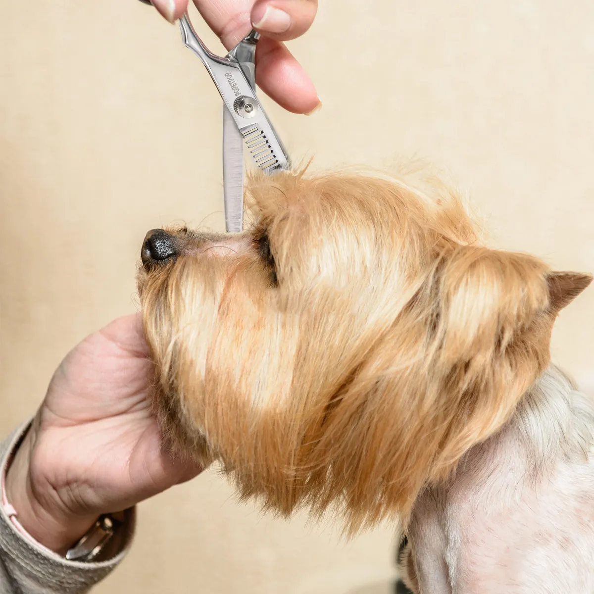 Набор ножниц для груминга животных из нержавеющей стали: утолщенные, прочные ножницы для стрижки собак, кошек, лошадей, для точной обрезки и укладки кудрявых шерстяных покровов
Набор ножниц для груминга животных из нержавеющей стали: утолщенные, прочные ножницы для стрижки собак, кошек, лошадей, для точной обрезки и укладки кудрявых шерстяных покровов