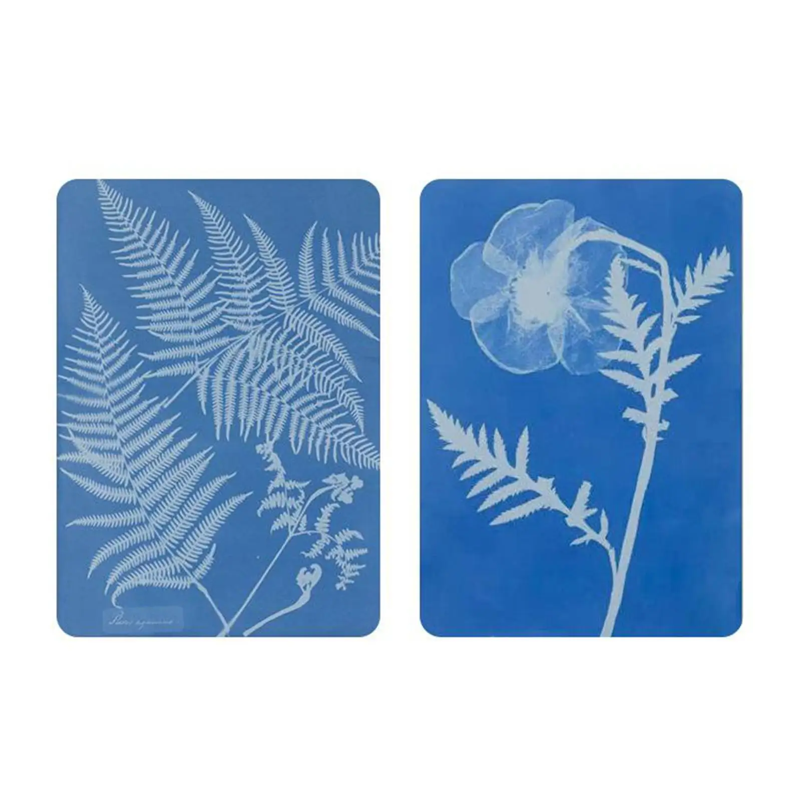 Jacquard Cyanotype Solar Blueprint Blue on Fabric DIY Kit Craft
Jacquard Cyanotype Solar Blueprint Blue on Fabric DIY Kit Craft
