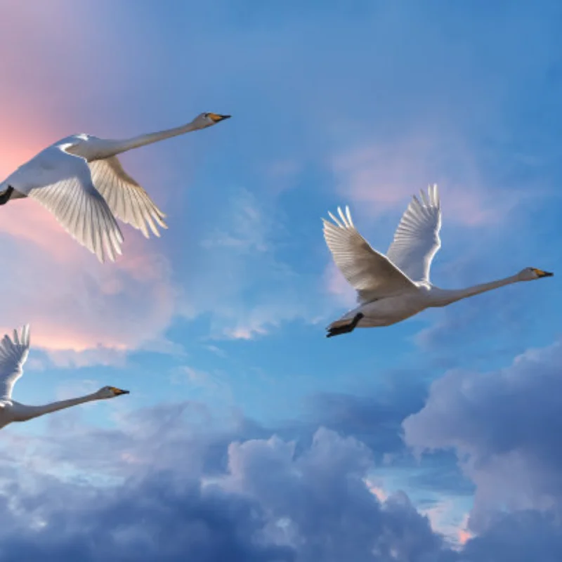 Steel M0.8 50T 52T 54T 60T Spur Gear for Trxs Slash Bandit Rustler Stampede 2WD RC Car Upgrade Parts
Steel M0.8 50T 52T 54T 60T Spur Gear for Trxs Slash Bandit Rustler Stampede 2WD RC Car Upgrade Parts