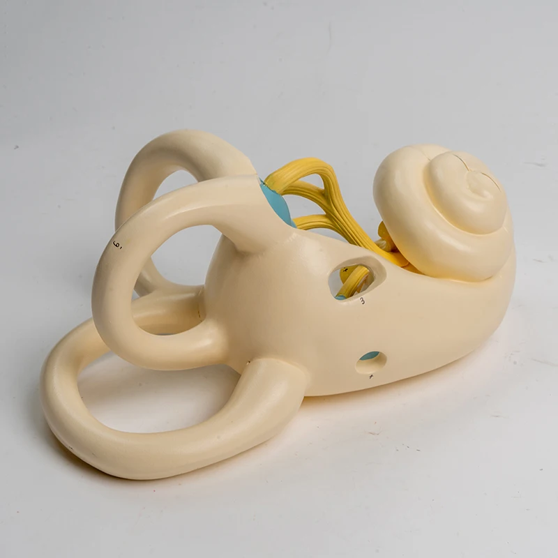 Enlarged Human Internal Ear Anatomy Model Human Ear Anatomy Ear Structure Simulation Medical Otolaryngology Teaching AIDS
Enlarged Human Internal Ear Anatomy Model Human Ear Anatomy Ear Structure Simulation Medical Otolaryngology Teaching AIDS