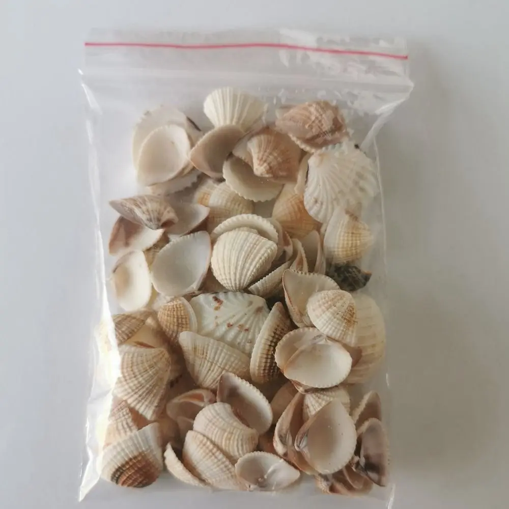 High Quality 0.3~0.6cm Mini Conch Shell Mini Beach Scene Miniature Landscape Dollhouse Decoration 
High Quality 0.3~0.6cm Mini Conch Shell Mini Beach Scene Miniature Landscape Dollhouse Decoration