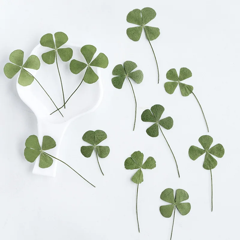 500Pcs Natural Color Four-Leaf Clover Leaf Specimens, Lucky Clover Resin-Dried Flowers, DIY Handmade Materials, Natural Real Flower Pressed Flower Materials for Photo Frames
500Pcs Natural Color Four-Leaf Clover Leaf Specimens, Lucky Clover Resin-Dried Flowers, DIY Handmade Materials, Natural Real Flower Pressed Flower Materials for Photo Frames