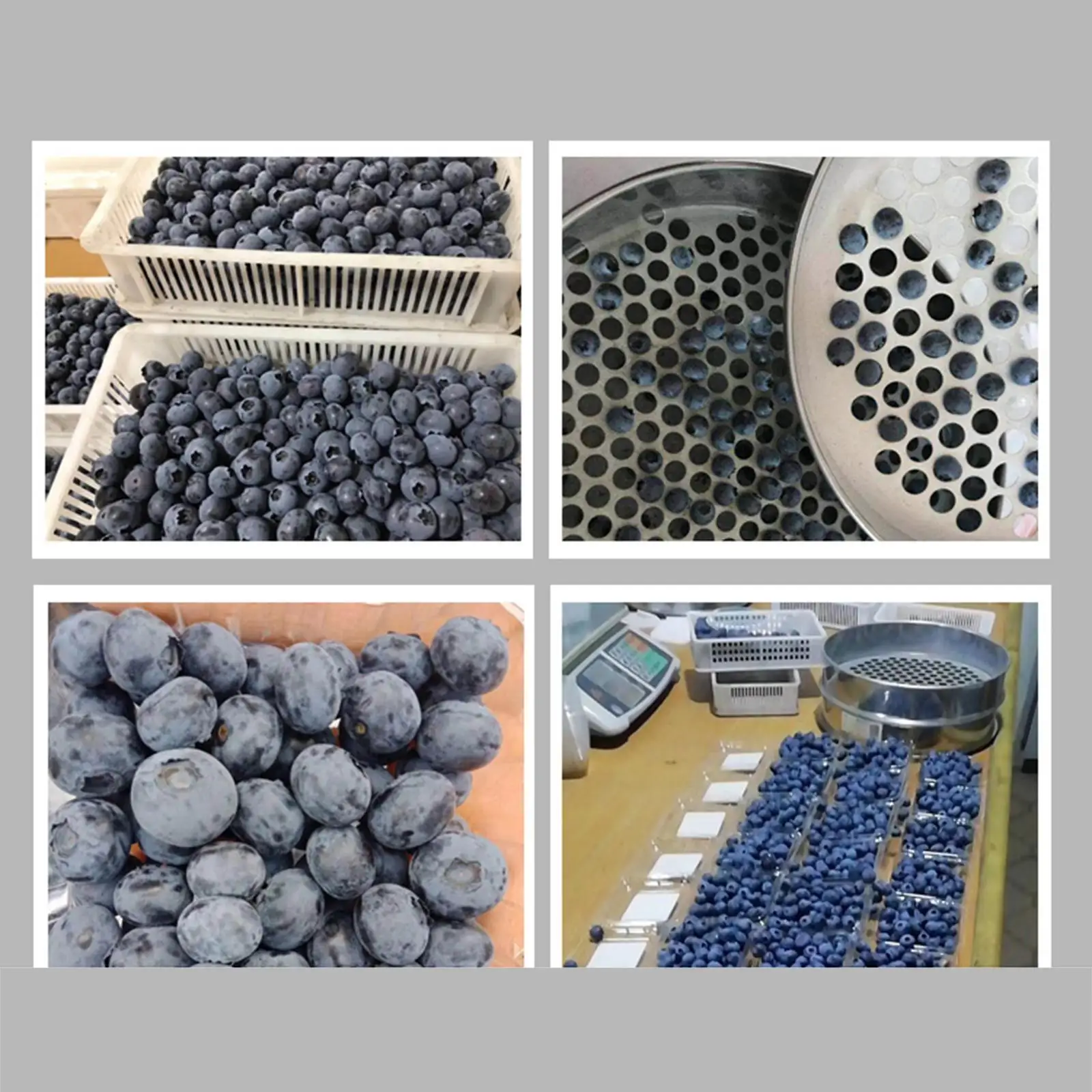 Garden Sieve Garden Potting Mix Sieve Sand Sifter Sieve for Outdoor Planting 18mm
Garden Sieve Garden Potting Mix Sieve Sand Sifter Sieve for Outdoor Planting 18mm