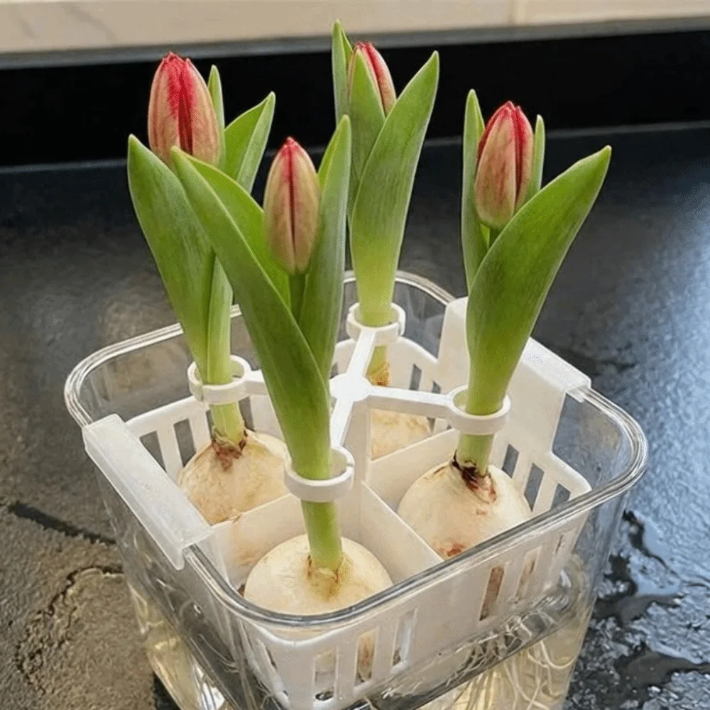 4-Hole Hydroponic Tulip Anti-Tip Stand Stabilize Anti-Fall Tulip Bulb Support Holder Plastic Keep Upright Flower Support Tool
4-Hole Hydroponic Tulip Anti-Tip Stand Stabilize Anti-Fall Tulip Bulb Support Holder Plastic Keep Upright Flower Support Tool