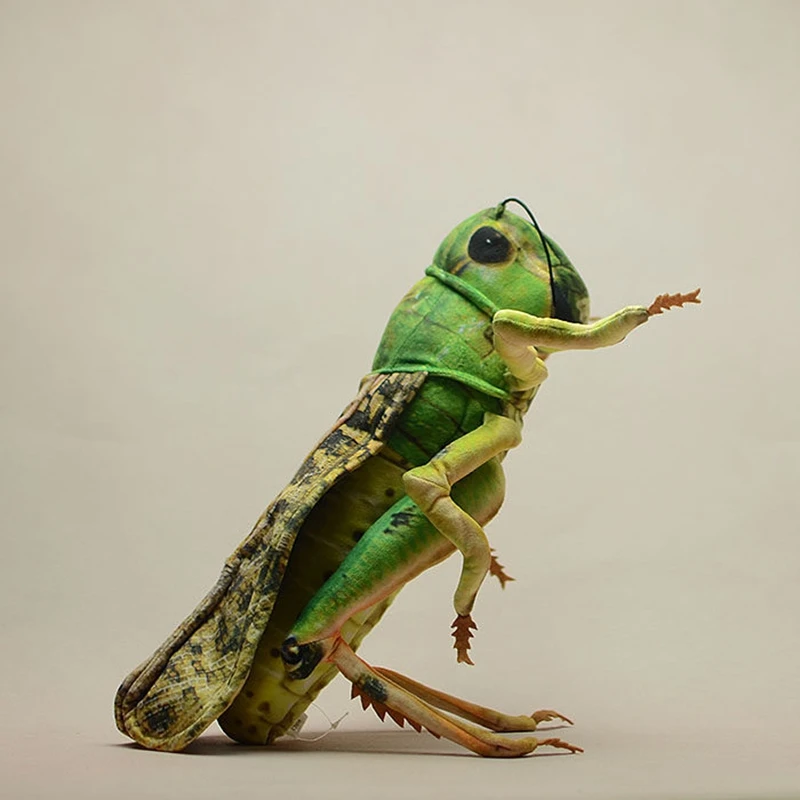 Simulation Insect Plush Toy Printed Grasshopper Stuffed Doll Decoration Teaching prop Gift 40cm 15.7inch DY10497
Simulation Insect Plush Toy Printed Grasshopper Stuffed Doll Decoration Teaching prop Gift 40cm 15.7inch DY10497