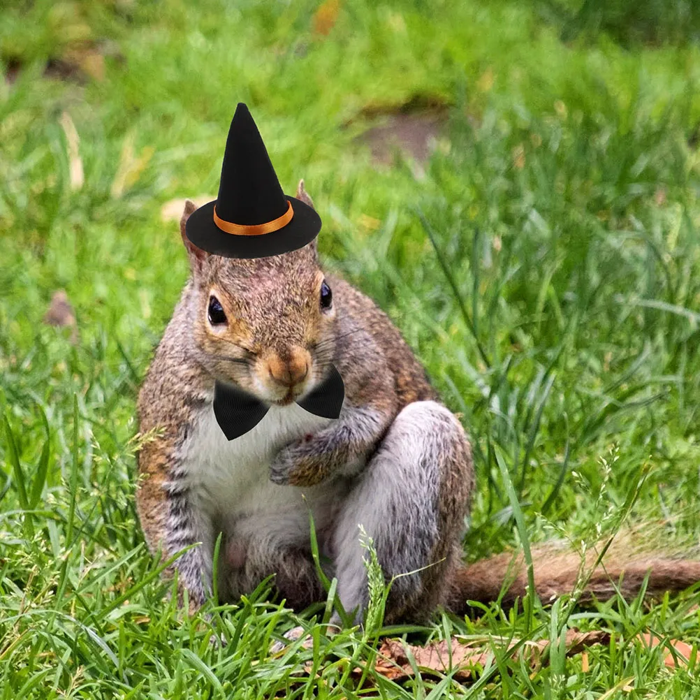 1 set Witch Hat 45mm Halloween Pet Costume Accessories Adjustable Hamster Clothes Small Animal Cosplay Hat Scarf Bowtie for Pets
1 set Witch Hat 45mm Halloween Pet Costume Accessories Adjustable Hamster Clothes Small Animal Cosplay Hat Scarf Bowtie for Pets