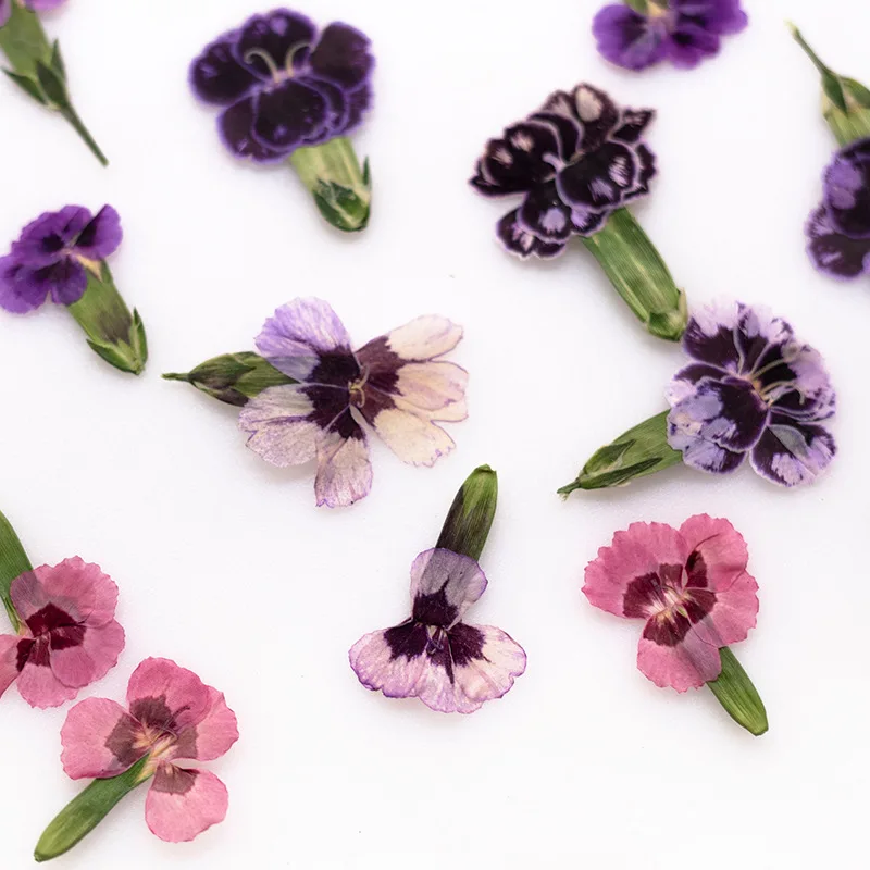 24pcs,Pressed Dried Dianthus Flowers Real Plant DIY Greeting Card Bookmark Resin Jewelry Phone Case Painting Frame Decoration
24pcs,Pressed Dried Dianthus Flowers Real Plant DIY Greeting Card Bookmark Resin Jewelry Phone Case Painting Frame Decoration