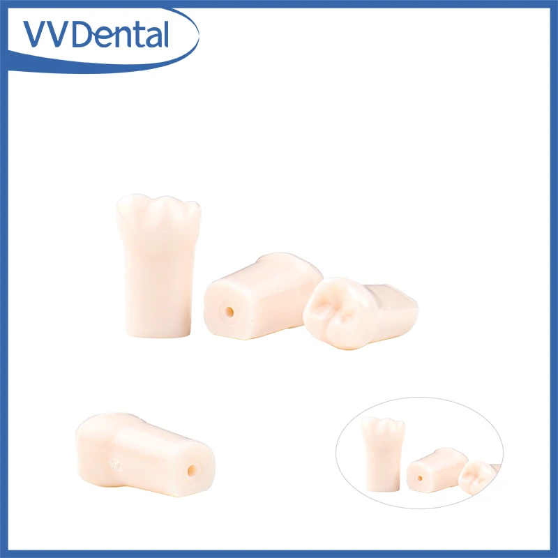 VVDental Dental Resin Teeth 32pcs/set Dental Training Model Teeth Model For Dental Technician Practice Dentistry Resin Tooth
VVDental Dental Resin Teeth 32pcs/set Dental Training Model Teeth Model For Dental Technician Practice Dentistry Resin Tooth