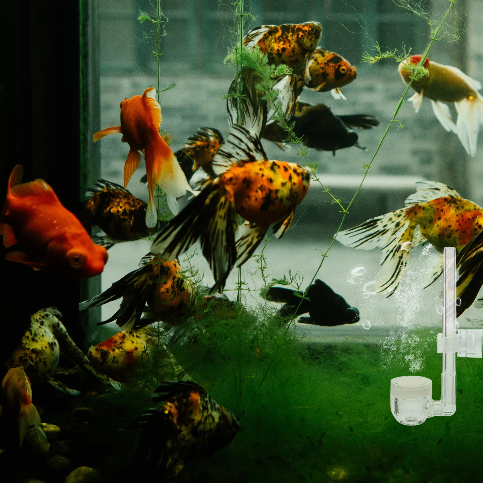 Fish Tank Air Stone Aquarium Bubbler Durable Transparent Material Oxygen Diffuser for Freshwater Saltwater System
Fish Tank Air Stone Aquarium Bubbler Durable Transparent Material Oxygen Diffuser for Freshwater Saltwater System