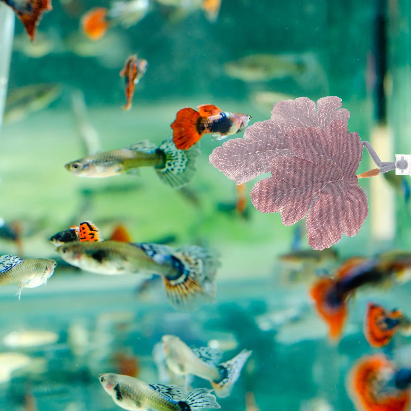 Betta Fish Leaf Pad Simulated Betta Leaf Pad High Realism Comfortable Resting Spot Safe Water Quality Aquarium Decor
Betta Fish Leaf Pad Simulated Betta Leaf Pad High Realism Comfortable Resting Spot Safe Water Quality Aquarium Decor