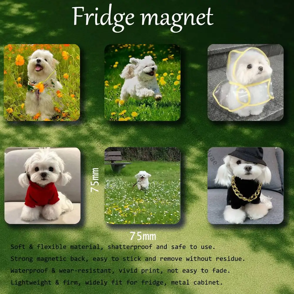 Maltese Dog Puppy Cute A Fridge Magnet Personalized Magnetic Durable Plastic Square Picture Surface Fridge Magnets
Maltese Dog Puppy Cute A Fridge Magnet Personalized Magnetic Durable Plastic Square Picture Surface Fridge Magnets