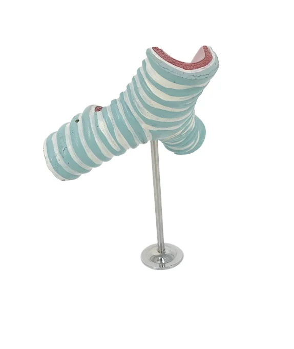 High-quality hot-selling models of tracheal bifurcation
High-quality hot-selling models of tracheal bifurcation