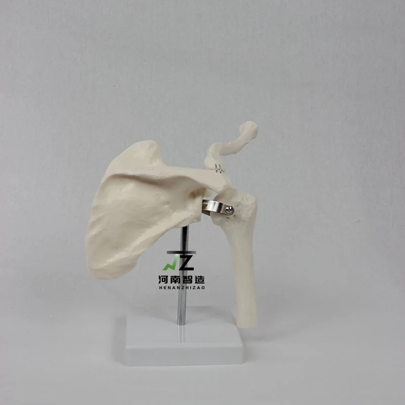 High quality hot selling shoulder joint model medical training human body equipment teaching training model
High quality hot selling shoulder joint model medical training human body equipment teaching training model