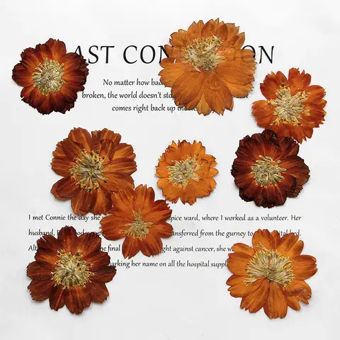 12PCS/Pack Sulfur Cosmos Pressed Dried Flower for DIY Craft Making Natural Orange Real Flower 3-5cm Painting Craft Scrapbooking