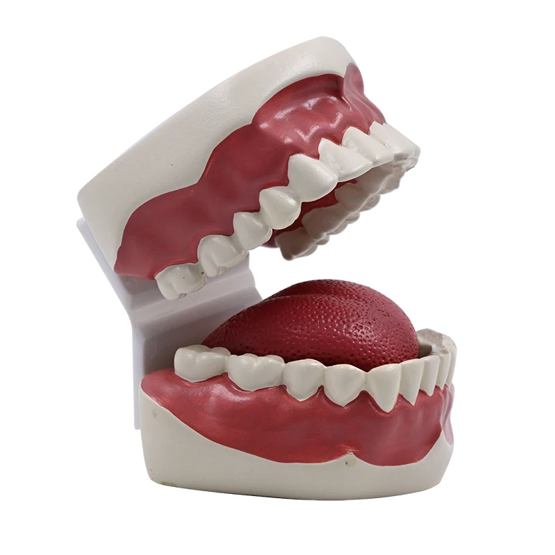 Dental Brushing Education Teeth Model With Tongue, 1:1 Dental Health Care Model, Dental Care Teaching Mold
Dental Brushing Education Teeth Model With Tongue, 1:1 Dental Health Care Model, Dental Care Teaching Mold