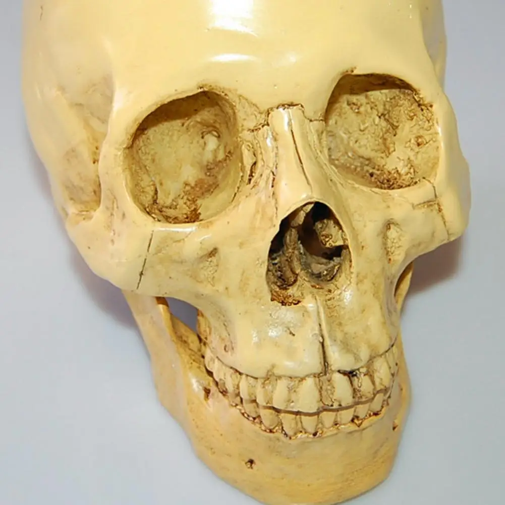 Skull Decoration Realistic Skull Model for Study Realistic Life Size Skull Model with Removable Mandible Educational Study
Skull Decoration Realistic Skull Model for Study Realistic Life Size Skull Model with Removable Mandible Educational Study