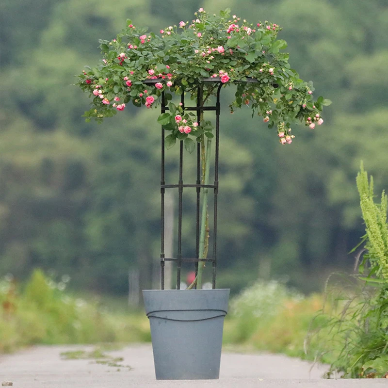 Umbrella Tower Garden Trellis, DIY Climbing Plant Support Frame, Outdoor Indoor Flower Pot Trellis for Vines Climbing Vegetables
Umbrella Tower Garden Trellis, DIY Climbing Plant Support Frame, Outdoor Indoor Flower Pot Trellis for Vines Climbing Vegetables