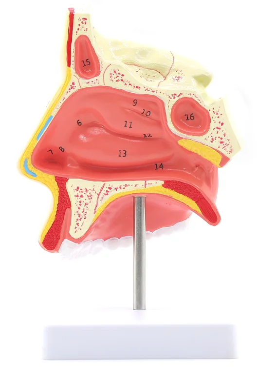 Anatomical Model of Human Nasal Cavity Oronasal Structure E.N.T. department Medical Teaching Model 21x14cm
Anatomical Model of Human Nasal Cavity Oronasal Structure E.N.T. department Medical Teaching Model 21x14cm
