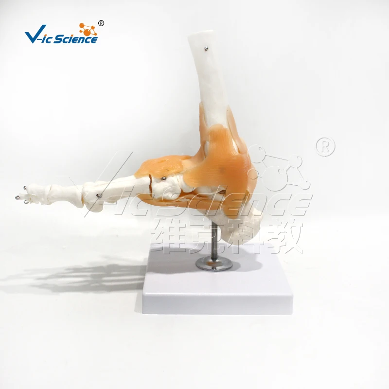 Natural Size Ankle and Foot Joint Model with Ligamentous Skeletal Model for Training & Anatomical Study
Natural Size Ankle and Foot Joint Model with Ligamentous Skeletal Model for Training & Anatomical Study