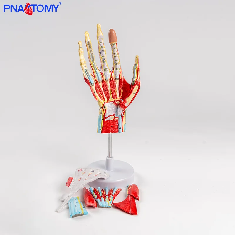 Life Size Detachable Hand Anatomy Model Skeleton with Blood Vessels and Nerves Hand Muscles Anatomical Model 7 Parts
Life Size Detachable Hand Anatomy Model Skeleton with Blood Vessels and Nerves Hand Muscles Anatomical Model 7 Parts