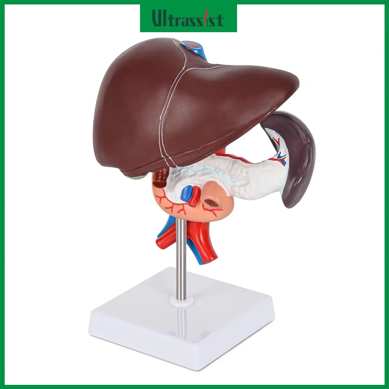 Ultrassist Human Liver Pancreas Duodenum Model Life Size Anatomy Model Removable 3-Part Design for Medical Students Education
Ultrassist Human Liver Pancreas Duodenum Model Life Size Anatomy Model Removable 3-Part Design for Medical Students Education