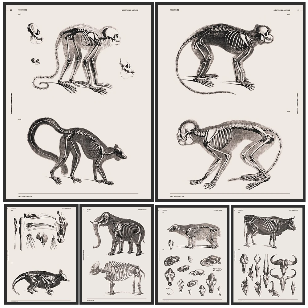 Antique Animal Skeleton Anatomy Art Poster Print,Minimalist Black & White Scientific Wall Art,Unique Gift For Biology & Anatomy
Antique Animal Skeleton Anatomy Art Poster Print,Minimalist Black & White Scientific Wall Art,Unique Gift For Biology & Anatomy