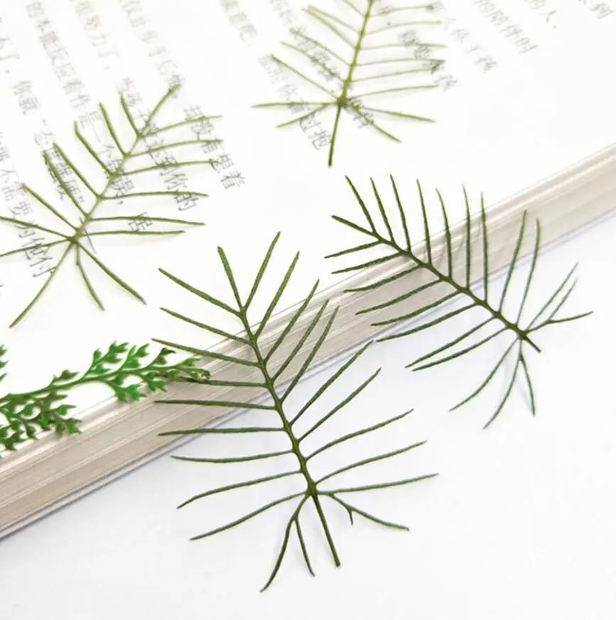 Pressed Dried Flower Quamoclit pennata Leaf Filler For Epoxy Resin Jewelry Making Postcard Frame Phone Case Craft DIY
Pressed Dried Flower Quamoclit pennata Leaf Filler For Epoxy Resin Jewelry Making Postcard Frame Phone Case Craft DIY