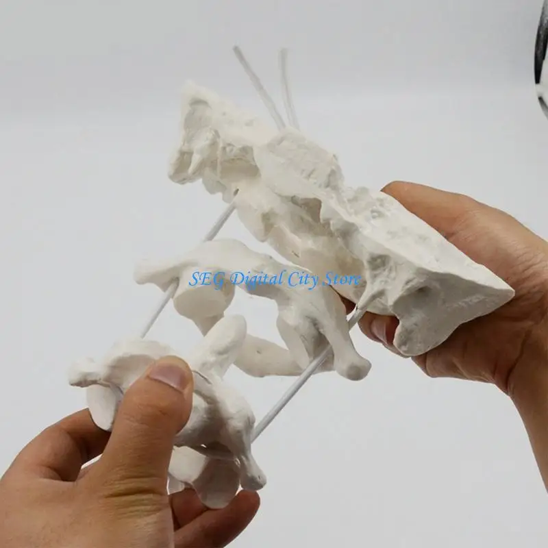 U75B Occipital Bone Manikin Model By Medical Professional Occipital Bone Model Medical
U75B Occipital Bone Manikin Model By Medical Professional Occipital Bone Model Medical