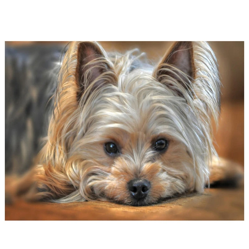 Round Diamond Diamond Painting DIY Diamond Painting Embroidery Kit Cute Dog Diamond Painting
Round Diamond Diamond Painting DIY Diamond Painting Embroidery Kit Cute Dog Diamond Painting