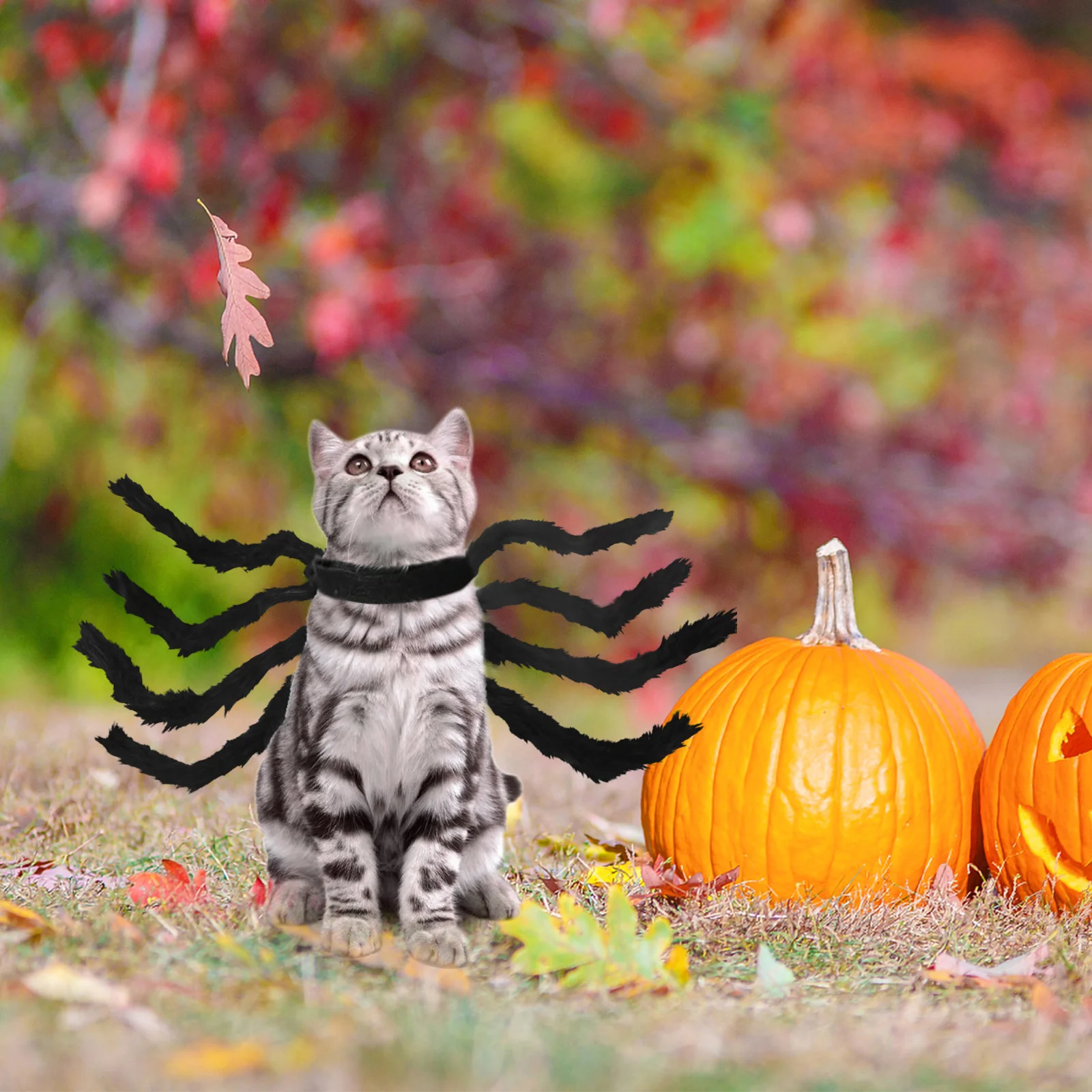 Halloween Christmas Pet Costume Spider Design Chest Back Clothes Cats Dogs Small Breed Animals Costumes Accessories Festive Wear
Halloween Christmas Pet Costume Spider Design Chest Back Clothes Cats Dogs Small Breed Animals Costumes Accessories Festive Wear