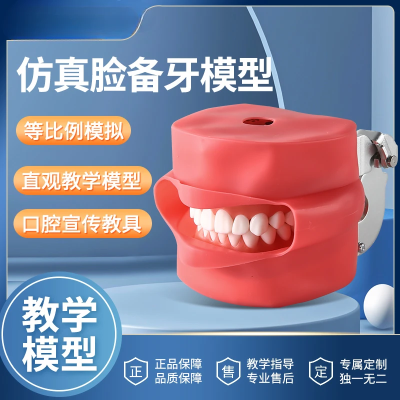 Simulation face tooth preparation model tooth model dental materials dental model dental teaching practice model
Simulation face tooth preparation model tooth model dental materials dental model dental teaching practice model