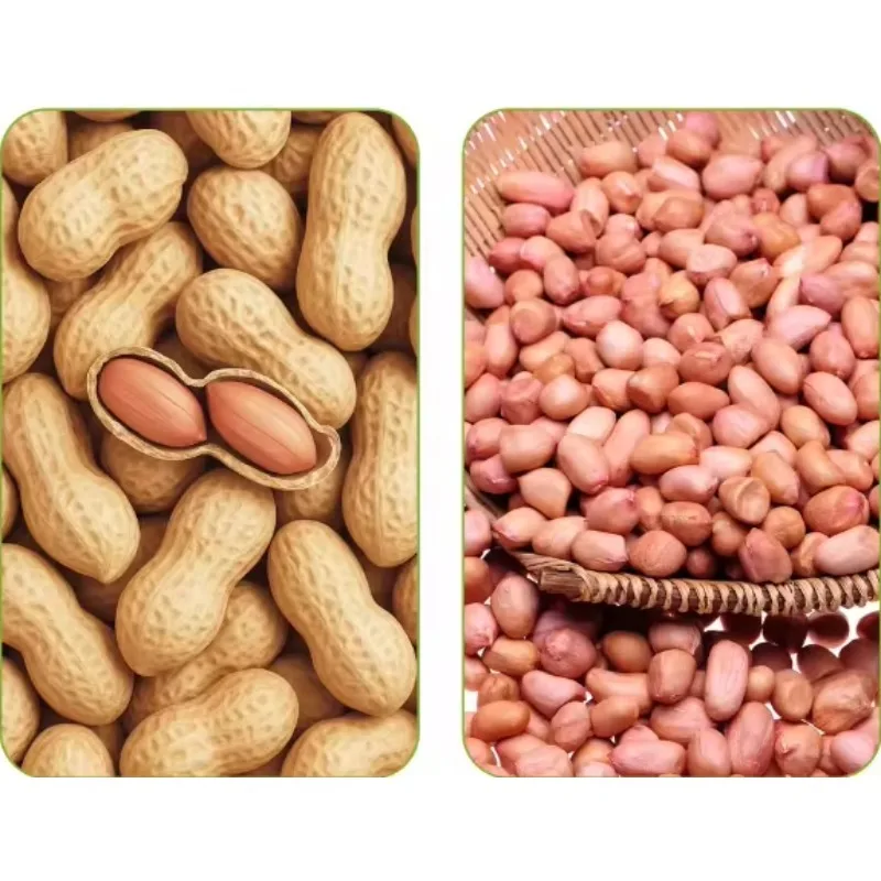 Automatic Peanut Shelling Machine High Efficient Peanut Shelling Separating Machinery Industrial Motorized Peanut Sheller
Automatic Peanut Shelling Machine High Efficient Peanut Shelling Separating Machinery Industrial Motorized Peanut Sheller