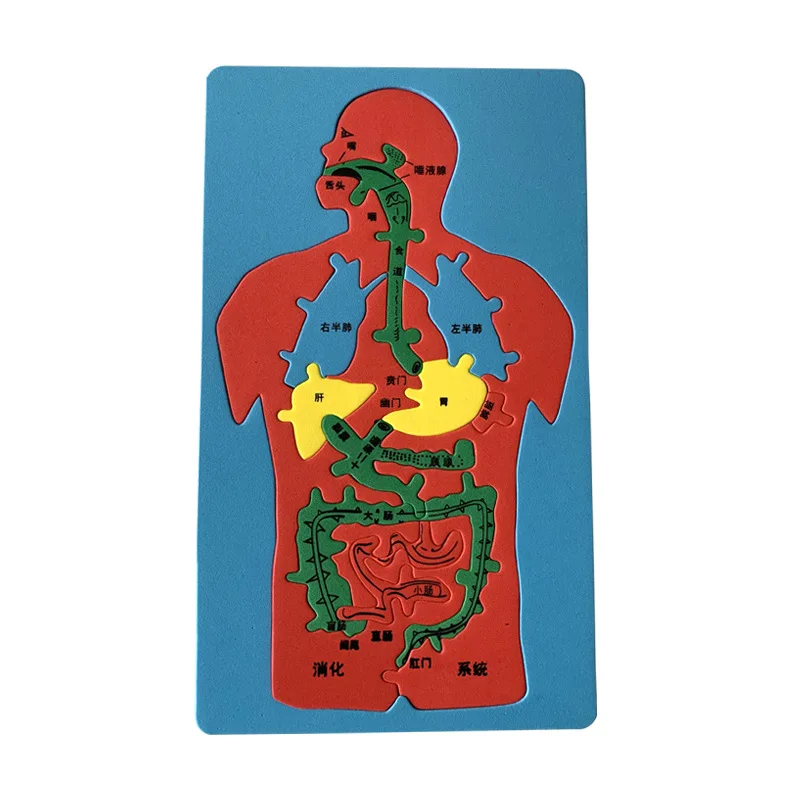 Children's Educational Science And Education Toys, Human Digestive System Internal Organs Puzzle Eva Model Hands-on Brain Creati
Children's Educational Science And Education Toys, Human Digestive System Internal Organs Puzzle Eva Model Hands-on Brain Creati
