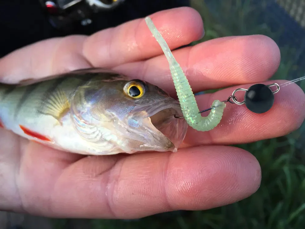 Elite TG 30g Tungsten Cheburashka Weights for Fly Fishing Sinker Jig Head Weight Plain Bass Fishing
Elite TG 30g Tungsten Cheburashka Weights for Fly Fishing Sinker Jig Head Weight Plain Bass Fishing