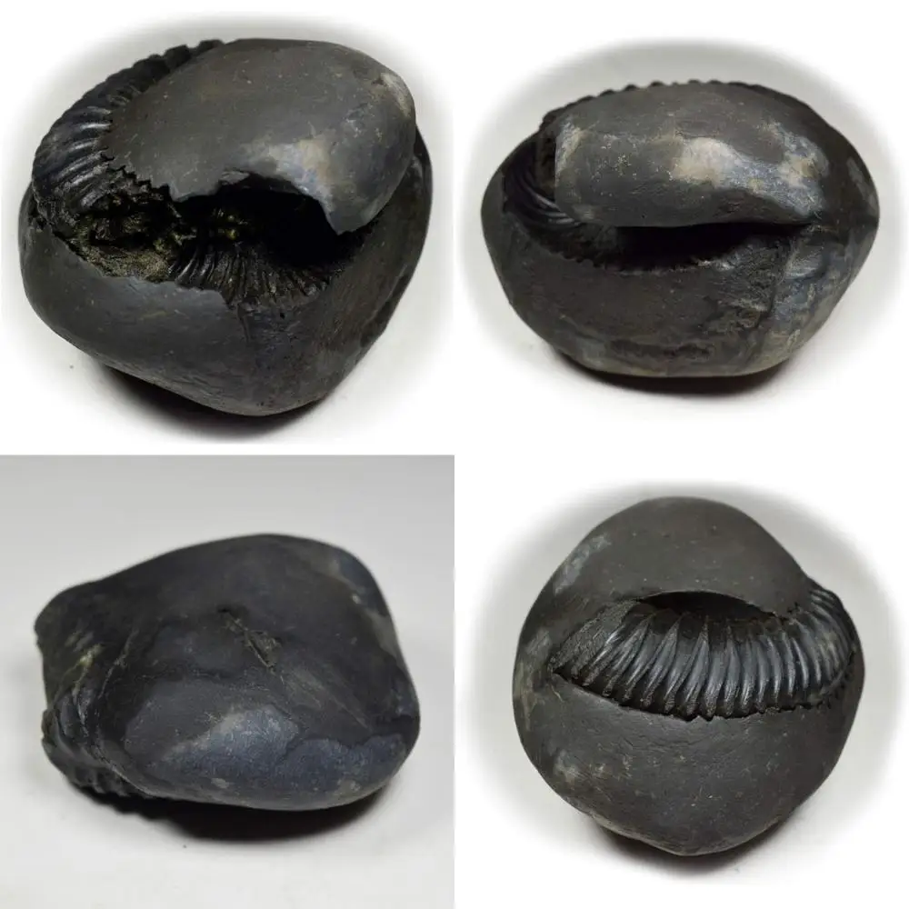 Оптовая продажа высококачественного 55-каратного камня Shaligram от Gandaki River, Nepal: Lord Vishnu Fossil, длиннохвостового ключа класса A+
Оптовая продажа высококачественного 55-каратного камня Shaligram от Gandaki River, Nepal: Lord Vishnu Fossil, длиннохвостового ключа класса A+