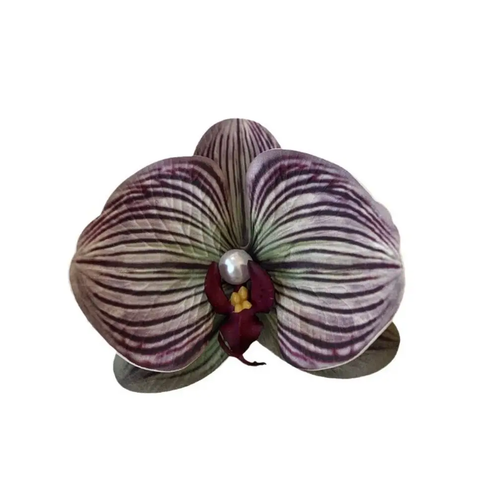 Butterfly Orchid Flower Hair Claw Bohemia Barrettes Shark Clip Orchid Hair Clip Cute Hairpin Korean Style Headwear
Butterfly Orchid Flower Hair Claw Bohemia Barrettes Shark Clip Orchid Hair Clip Cute Hairpin Korean Style Headwear