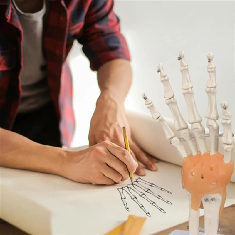 AED5-Human Hand Joint Model With Ligaments, Flexible 1:1 Scientific Life Size, Finger Model Educational Tools
AED5-Human Hand Joint Model With Ligaments, Flexible 1:1 Scientific Life Size, Finger Model Educational Tools