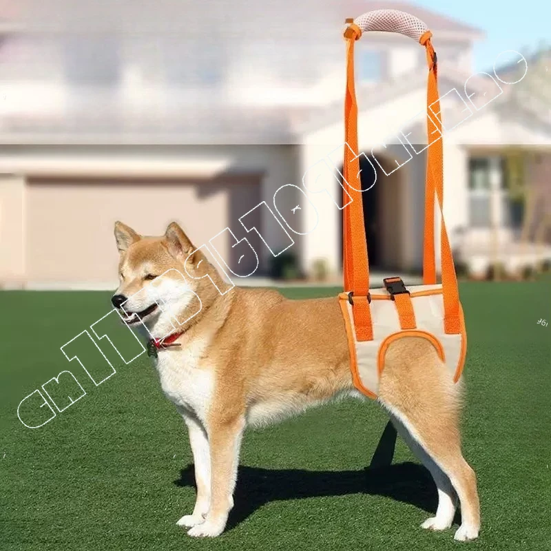Pet Assistance with Hind Legs Older Dogs Disabled Dogs Postoperative Rehabilitation Exercise Hindlimb Paralysis Assistance
Pet Assistance with Hind Legs Older Dogs Disabled Dogs Postoperative Rehabilitation Exercise Hindlimb Paralysis Assistance
