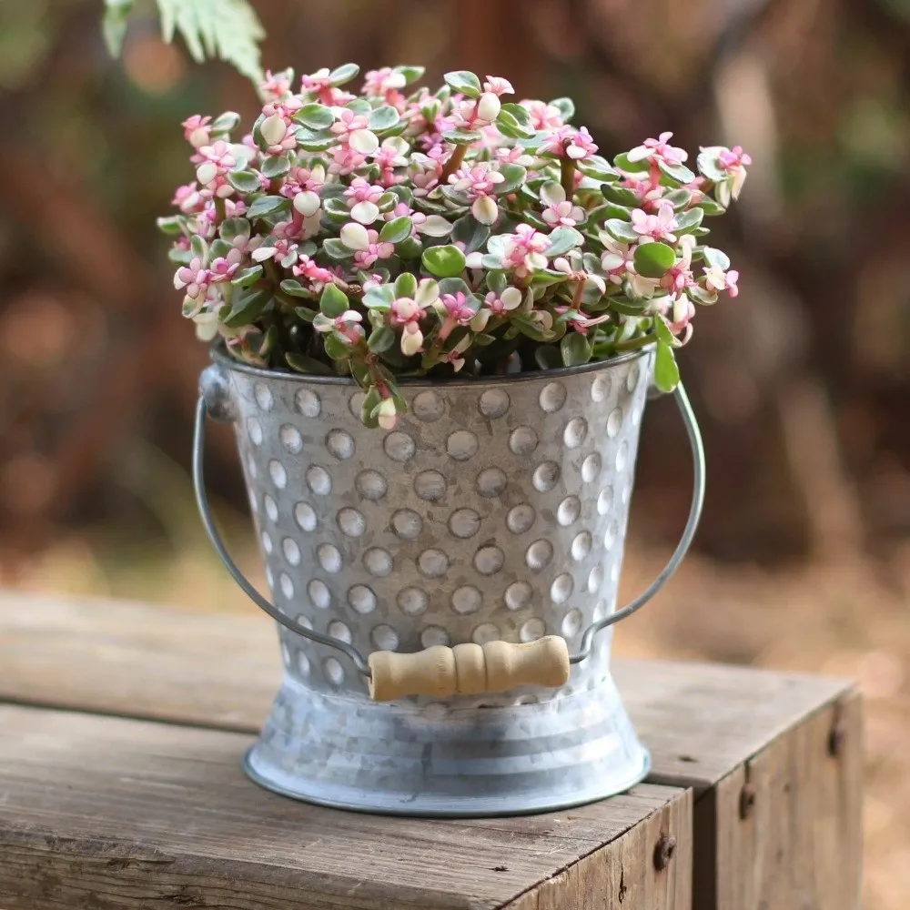 Rustic Style Wrought Iron Planter Vintage Hammered Texture Succulent Planter Wooden Handle Flower Stand Bucket Flower Arranging
Rustic Style Wrought Iron Planter Vintage Hammered Texture Succulent Planter Wooden Handle Flower Stand Bucket Flower Arranging