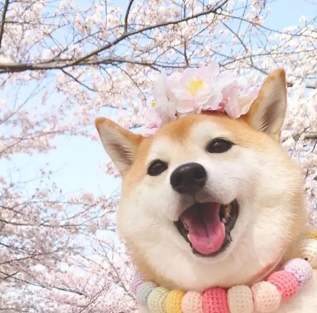 6PCS Fit For Honda Civic Sedan 2001 2002 2003 2004 2005 Glossy Black Door Side Pillar Posts Window Decor Sticker Cover Stickers
6PCS Fit For Honda Civic Sedan 2001 2002 2003 2004 2005 Glossy Black Door Side Pillar Posts Window Decor Sticker Cover Stickers