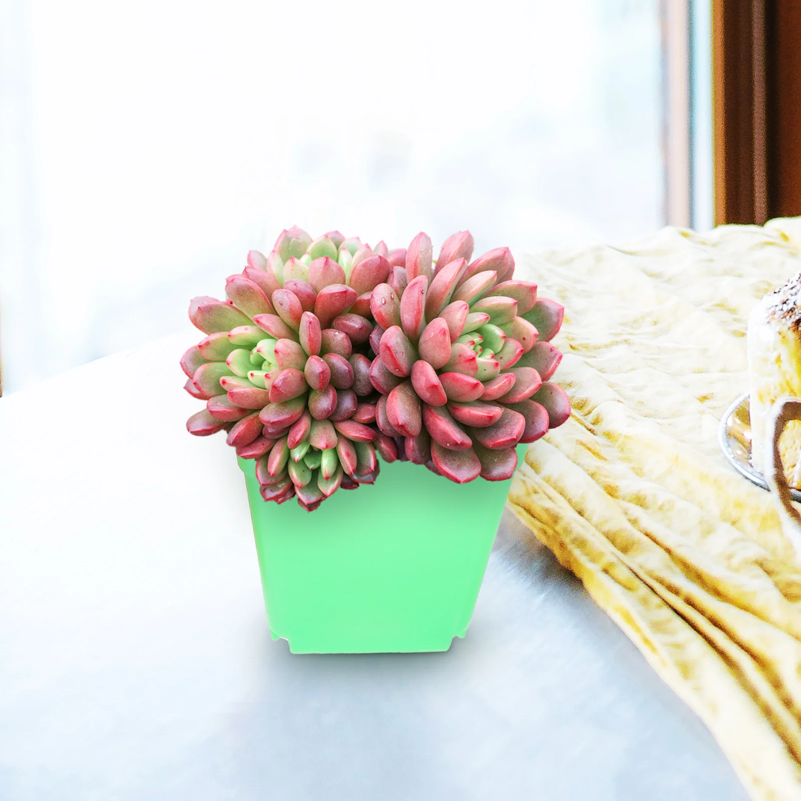 120pcs Frosted Square Pots Small Flower Pots Black Green Red 40 Each Plastic Plant Containers for Succulents Cactus Bonsai 
120pcs Frosted Square Pots Small Flower Pots Black Green Red 40 Each Plastic Plant Containers for Succulents Cactus Bonsai