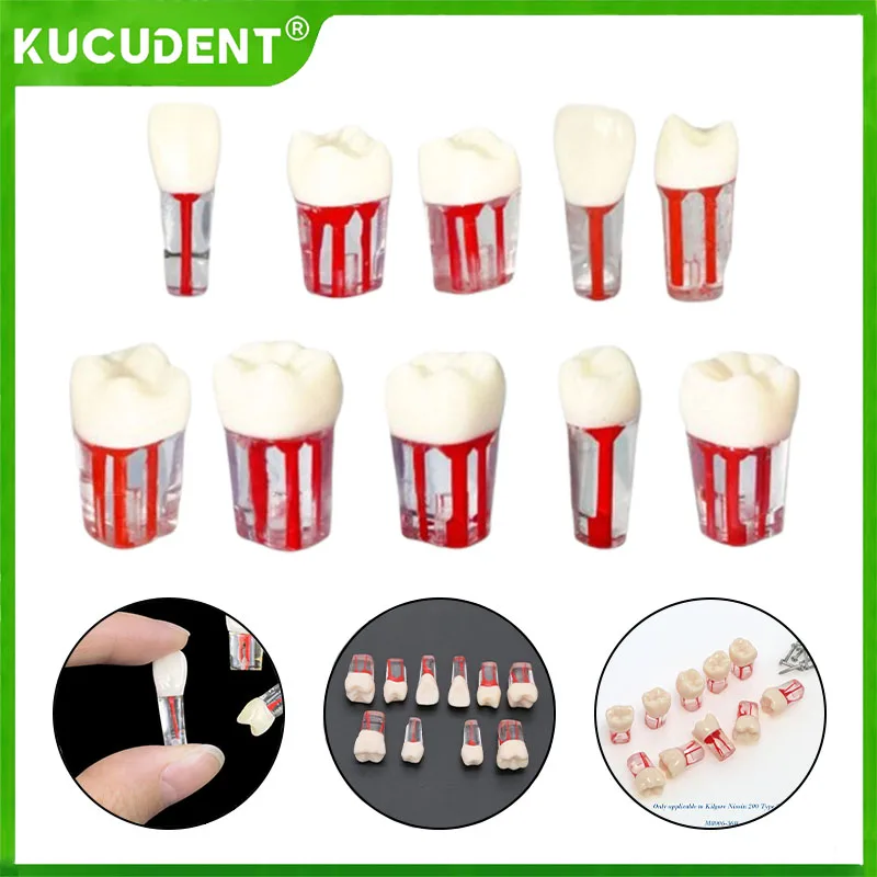 1pc Dental Tooth Model RCT Endo Practice Resin Teeth Endodontic Root Canal Block Pulp Cavity Dentistry Training Model
1pc Dental Tooth Model RCT Endo Practice Resin Teeth Endodontic Root Canal Block Pulp Cavity Dentistry Training Model