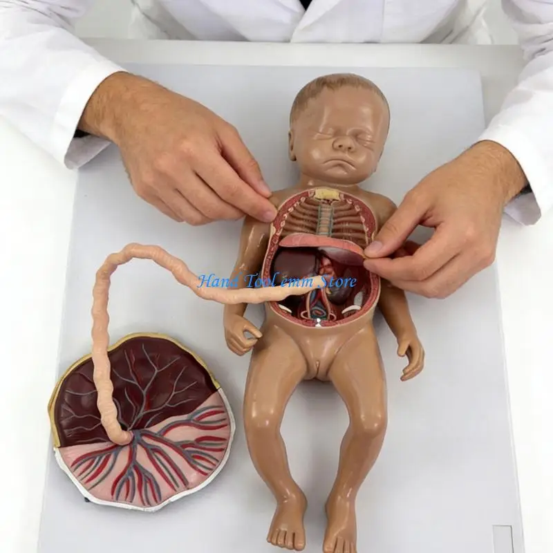 H37F Realistic Baby Circulatory System Model Plastic Texture for Biology Studies
H37F Realistic Baby Circulatory System Model Plastic Texture for Biology Studies