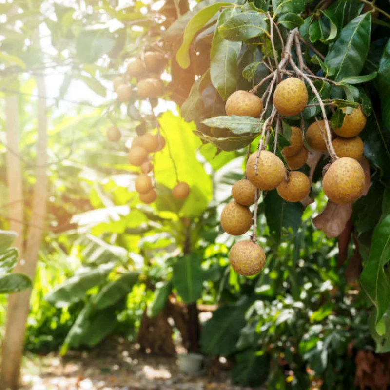 Подходит для Trxs 1/5 X-MAXX XRT 20T + 30T и 25T + 35T, большие зубы + комплект зубов двигателя
Подходит для Trxs 1/5 X-MAXX XRT 20T + 30T и 25T + 35T, большие зубы + комплект зубов двигателя