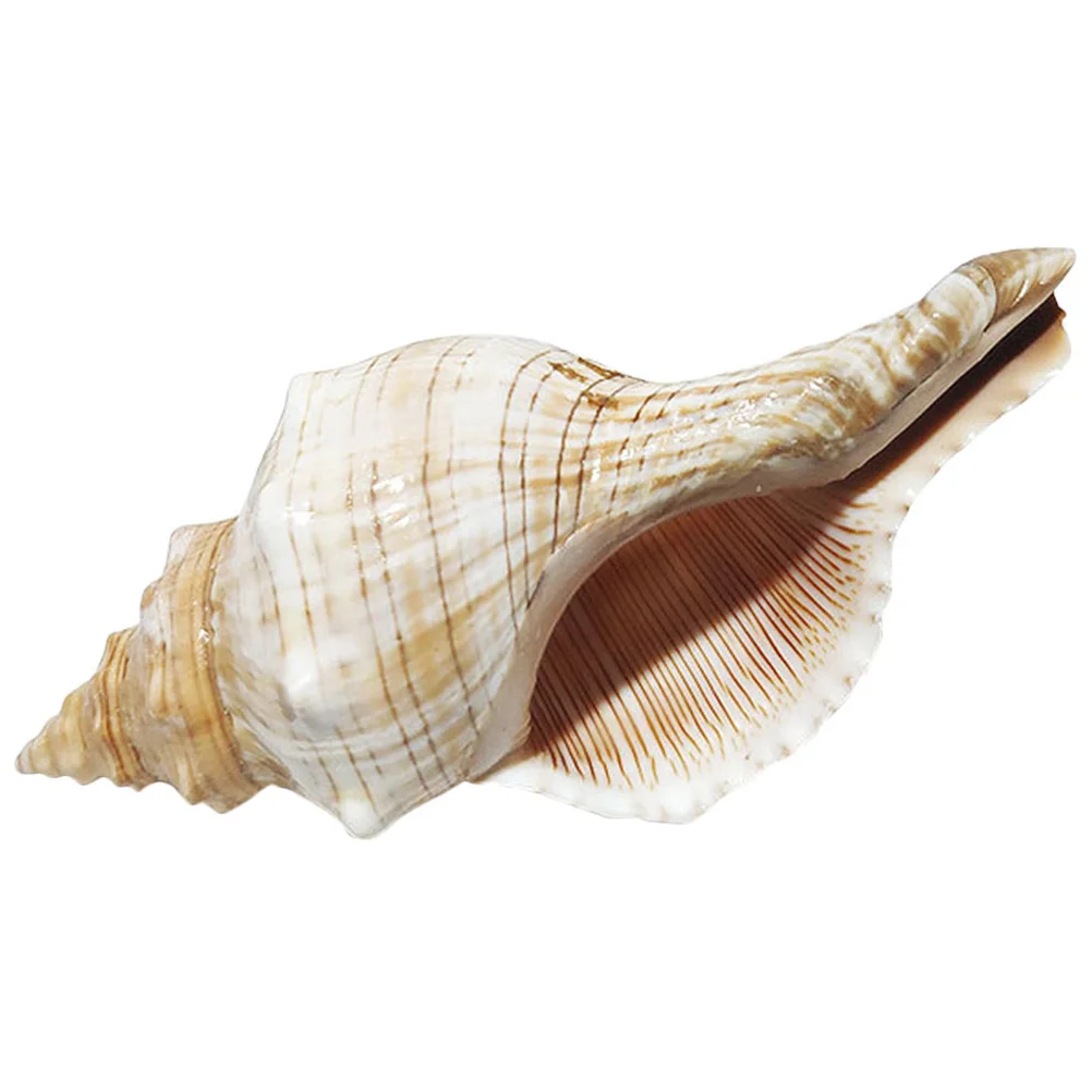 Creative Conch Adorn Exquisite Aquarium Craft Desktop Decoration Relaxing Decor Conch Landscaping
Creative Conch Adorn Exquisite Aquarium Craft Desktop Decoration Relaxing Decor Conch Landscaping