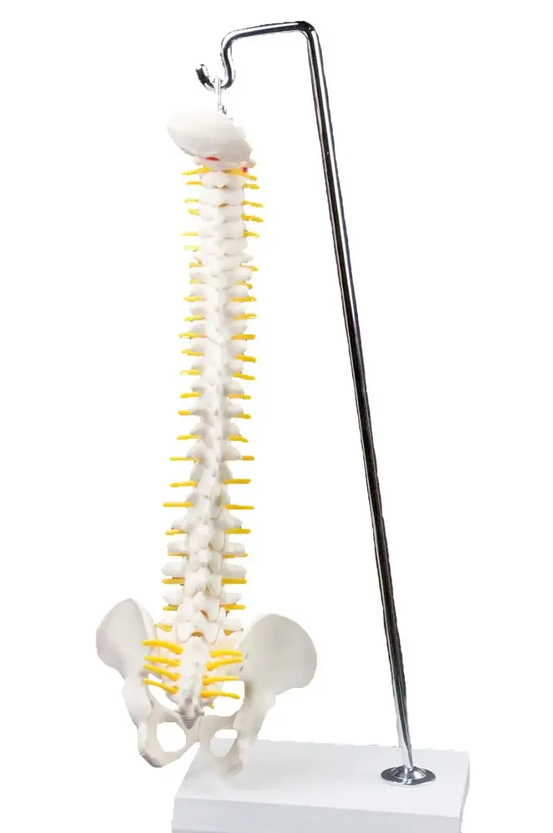 45CM Vertebral Column Model With Pelvis Anatomy Medical Spine Bone Hanging Type Teaching Aid Education
45CM Vertebral Column Model With Pelvis Anatomy Medical Spine Bone Hanging Type Teaching Aid Education