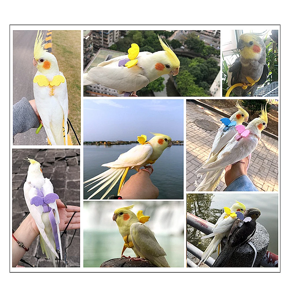 Lightweight Flying Bird Harness Elastic Pulling Rope for Pet Birds Parrot Safety Control Parrot Flying Rope Pet Harness
Lightweight Flying Bird Harness Elastic Pulling Rope for Pet Birds Parrot Safety Control Parrot Flying Rope Pet Harness