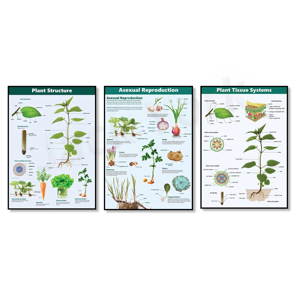 Plant Tissue Systems, Plant Structure,Asexual Reproduction printable educational Science/Biology classroom poster
Plant Tissue Systems, Plant Structure,Asexual Reproduction printable educational Science/Biology classroom poster