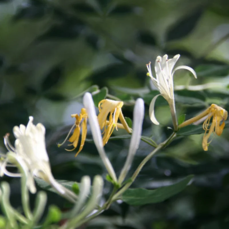 4PCS 1.3 Inch Beadlock Wheel Hub Rims For RC Crawler Car Axial 1/24 1/18 TRX4M SCX24 Upgrade Parts 
4PCS 1.3 Inch Beadlock Wheel Hub Rims For RC Crawler Car Axial 1/24 1/18 TRX4M SCX24 Upgrade Parts