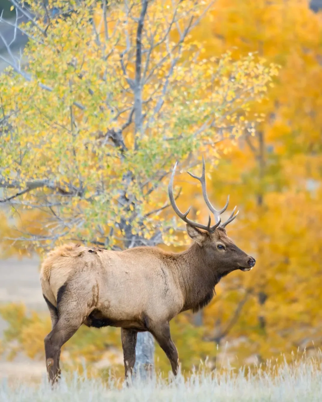 500/1000 PCS Jigsaw Puzzle Animal Elk in Autumn Forest Educational Toy for Kids Children 's Games Christmas Gift
500/1000 PCS Jigsaw Puzzle Animal Elk in Autumn Forest Educational Toy for Kids Children 's Games Christmas Gift